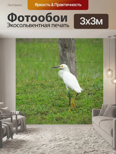 Фотообои Птица