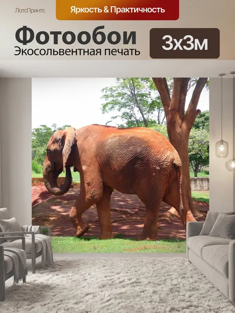 Фотообои Слон