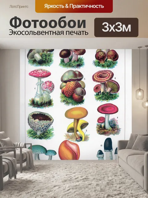 Фотообои Классная доска с грибами
