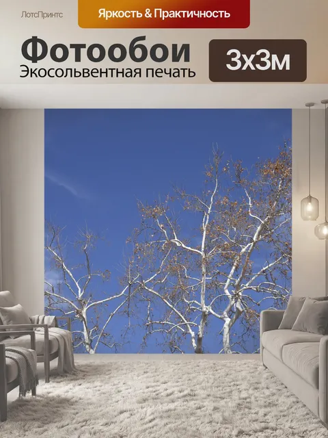Фотообои Белое дерево голубое небо
