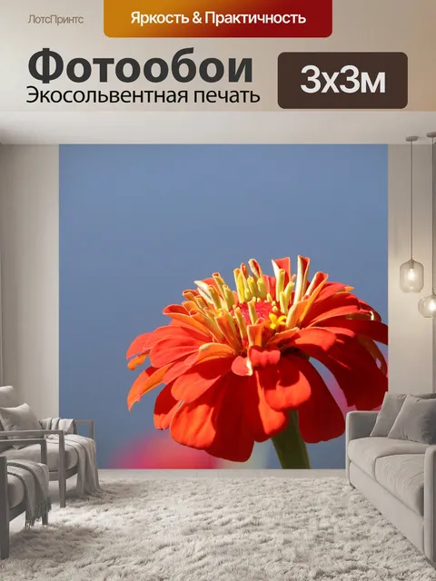 Фотообои Цинния
