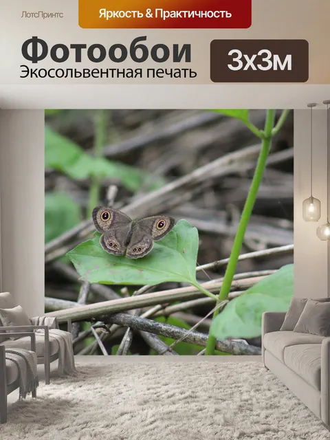 Фотообои Бабочка