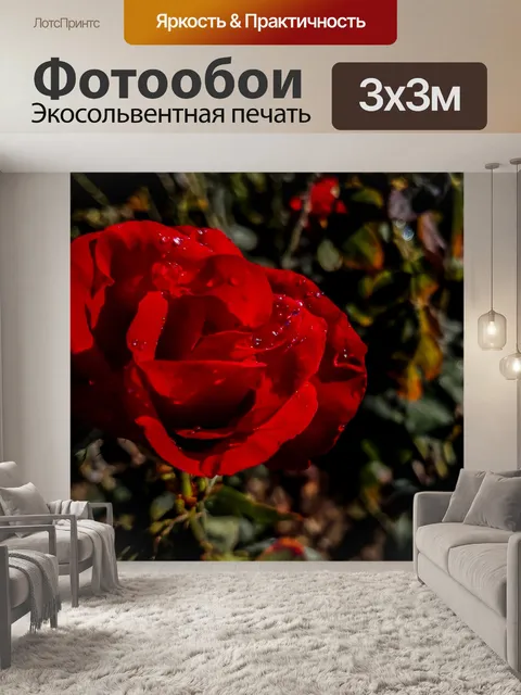 Фотообои Красная роза с каплями