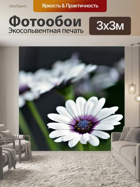 Фотообои Белая африканская ромашка и боке