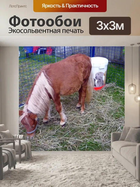 Фотообои Миниатюрный лошадь