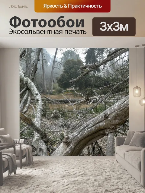 Фотообои Бесплодные стволы деревьев