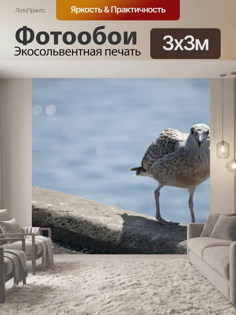 Фотообои Чайка