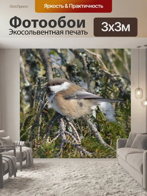 Фотообои Птица