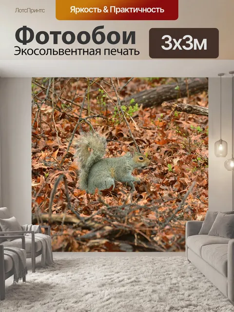 Фотообои Белка