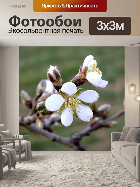 Фотообои Цветы миндаля