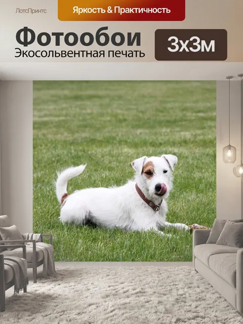 Фотообои Пастор рассел терьер