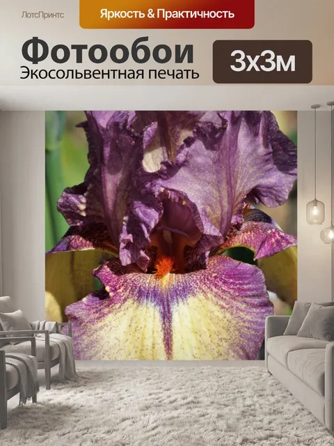 Фотообои Фиолетовая бородатая ириса крупным плано