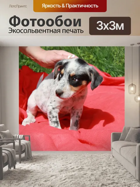 Фотообои Собака