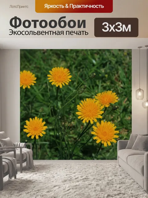 Фотообои желтые цветы одуванчика
