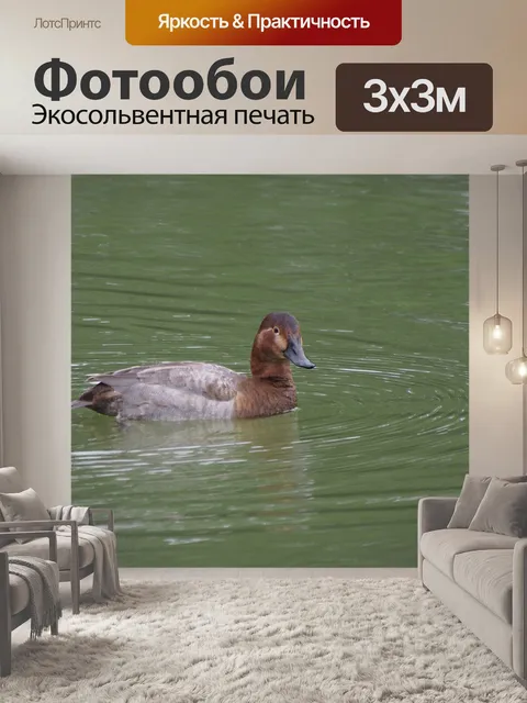 Фотообои Pochard