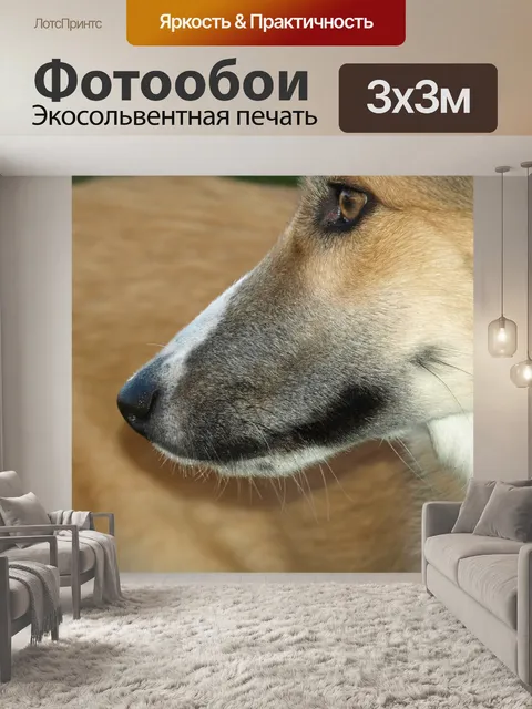 Фотообои Морда собаки