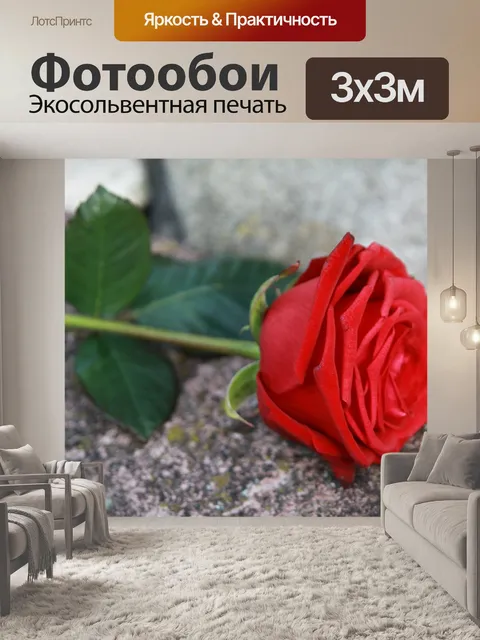 Фотообои Роза