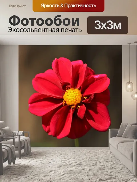 Фотообои Красный Далия крупным планом
