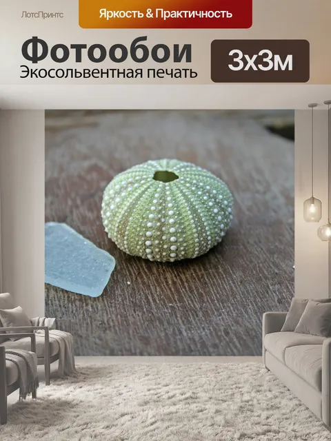 Фотообои морской еж оболочки и сглаженный стекла