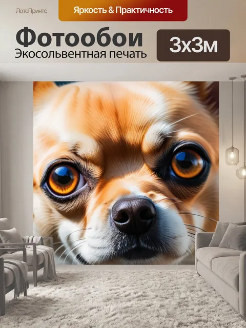 Фотообои с чихуахуа