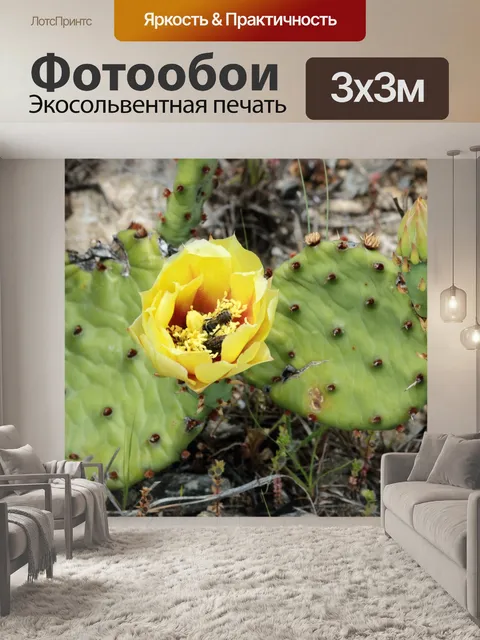 Фотообои Колючая груша Кактус Блум и ошибки