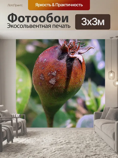 Фотообои Роза