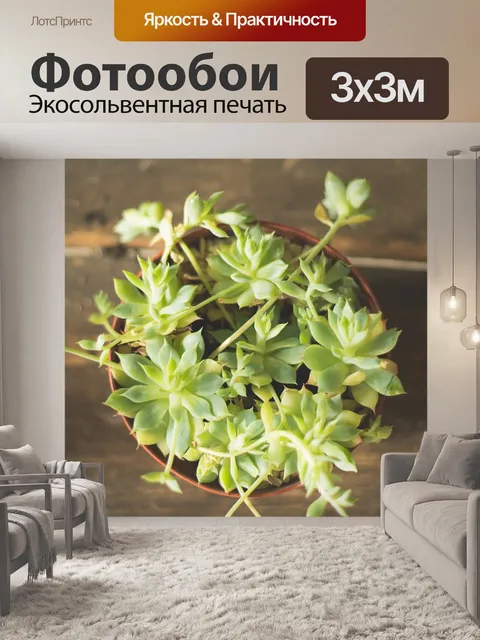 Фотообои Растение в горшке