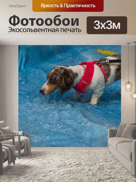 Фотообои Dapple Dachshund Dog