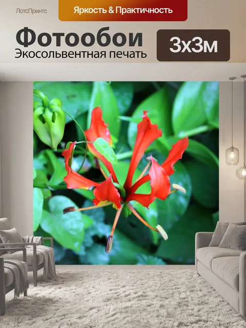 Фотообои красный цветок лилии пламени