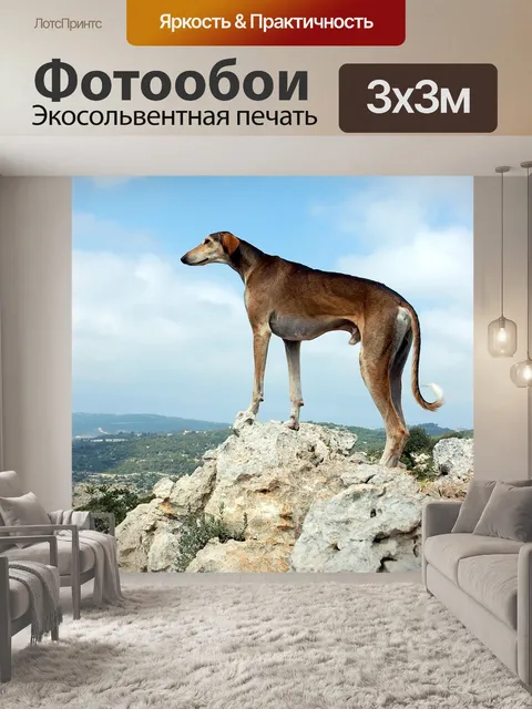 Фотообои Собака