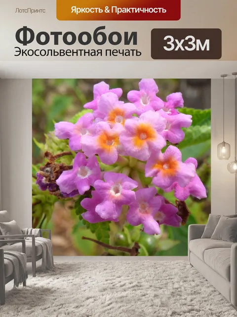 Фотообои Фиолетовый цветок