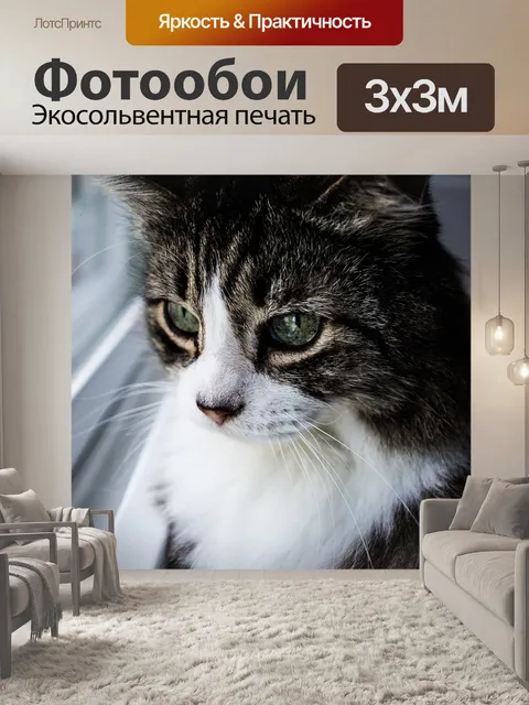 Фотообои Кошка