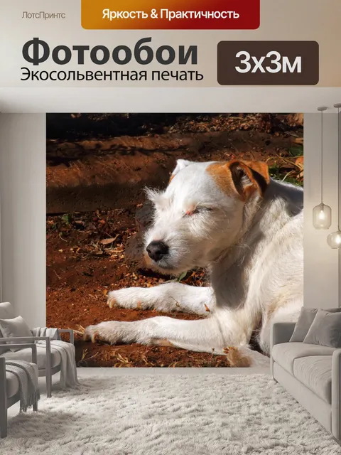 Фотообои Парсонс Джек Рассел задремал