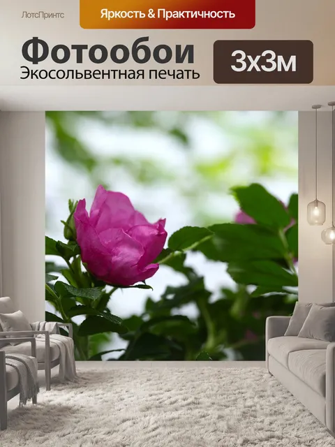 Фотообои Шиповник