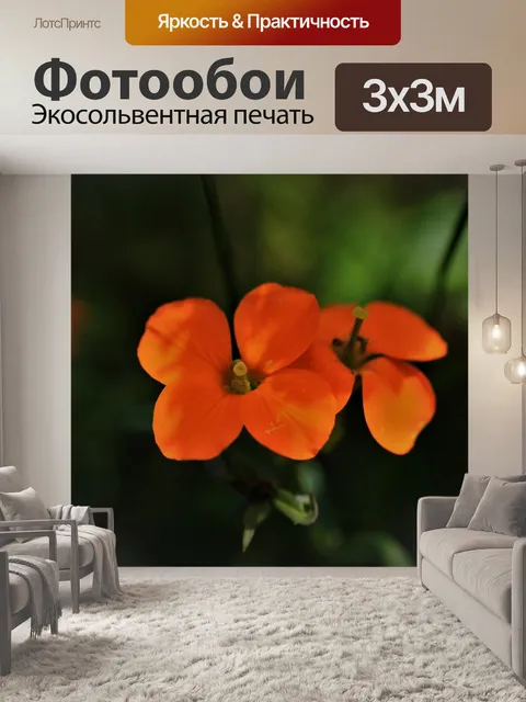 Фотообои Erysimum capitatum