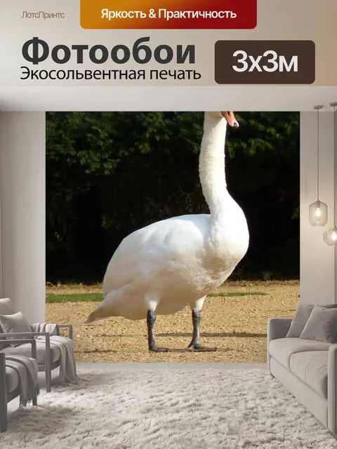 Фотообои Белый лебедь