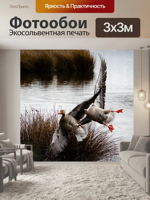 Фотообои Канадские гуси