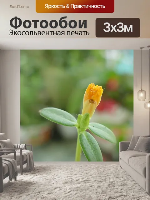Фотообои Портулака крупноцветковая