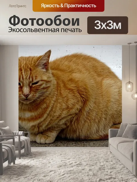 Фотообои Рыжий кот