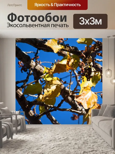 Фотообои листья и фрукты японского изюма