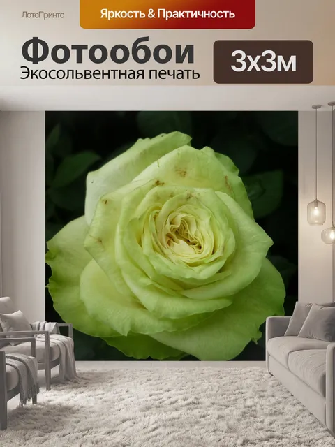 Фотообои Роза