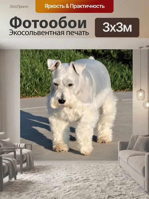 Фотообои Серебряный шнауцер