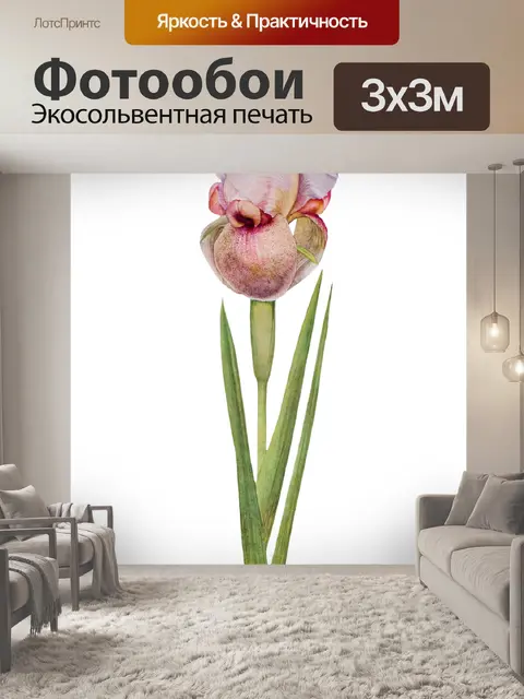Фотообои Винтажный клипарт цветок ириса