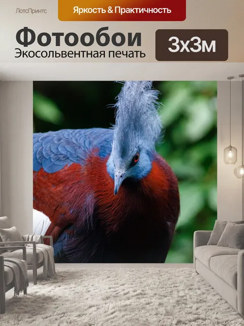 Фотообои венценосный голубь