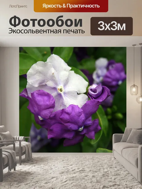 Фотообои Brunfelsia свет и тьма