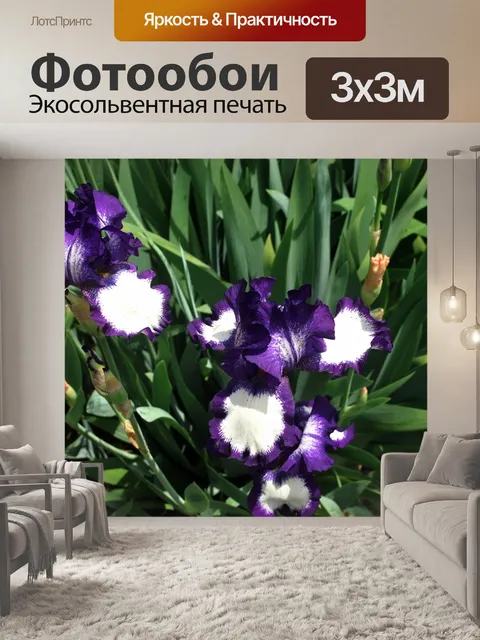 Фотообои Пестрая Фиолетовый Ирис