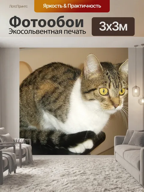 Фотообои Кошка