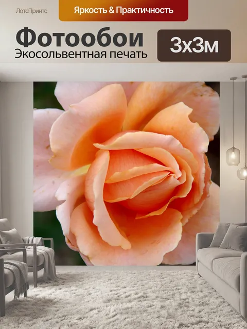 Фотообои Крупный план оранжевой розы