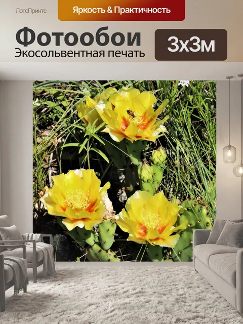 Фотообои Цветет кактус желтая опунция