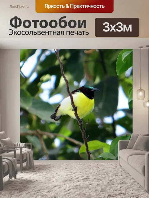 Фотообои Пурпурно-крестцовая солнечная птица